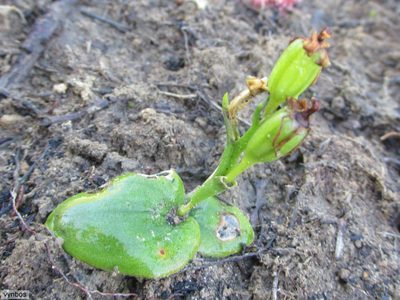 Liparis capensis, photographed by Chris Vynbos