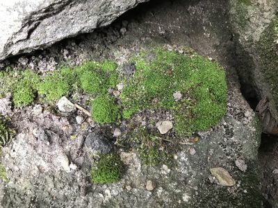 Tortula subulata, photographed by Andrew Melton