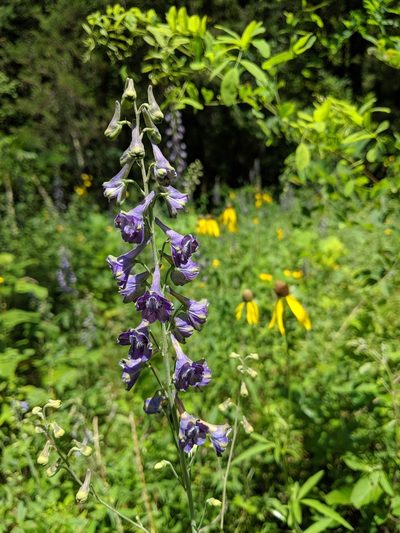 Delphinium exaltatum, photographed by Trevor Edmonson