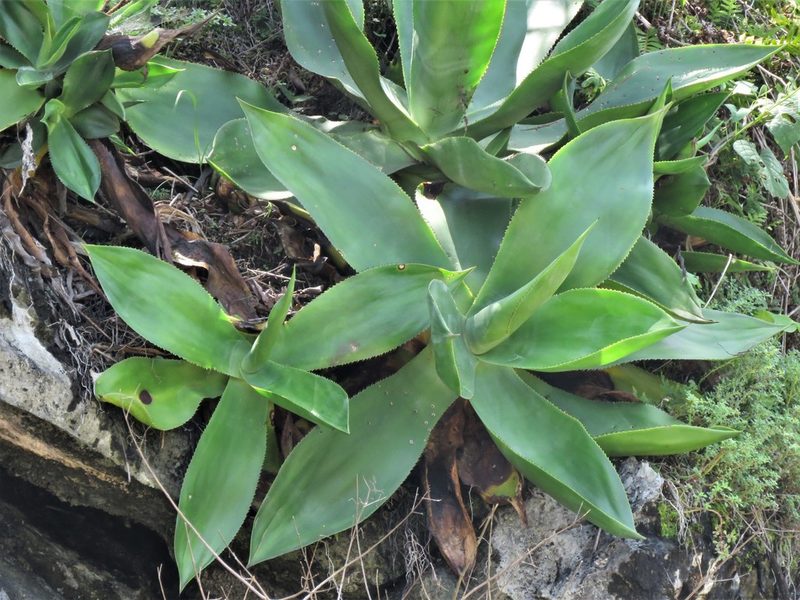 Agave mitis, photographed by Annika Lindqvist