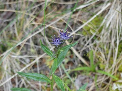 Saussurea angustifolia, photographed by eamonccorbett