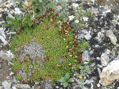 Diapensia obovata, photographed by eamonccorbett