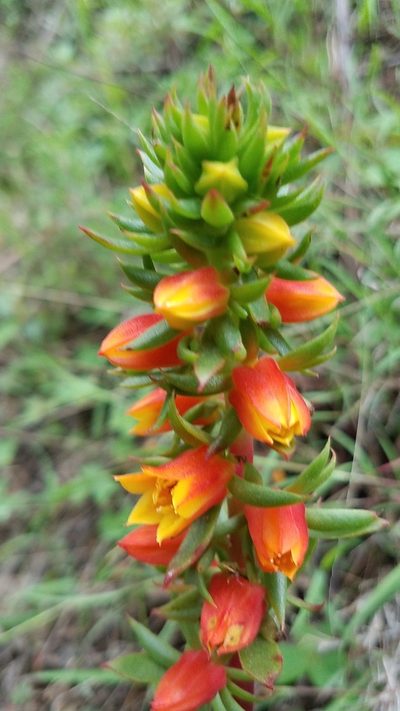 Echeveria montana, photographed by Alan Rockefeller