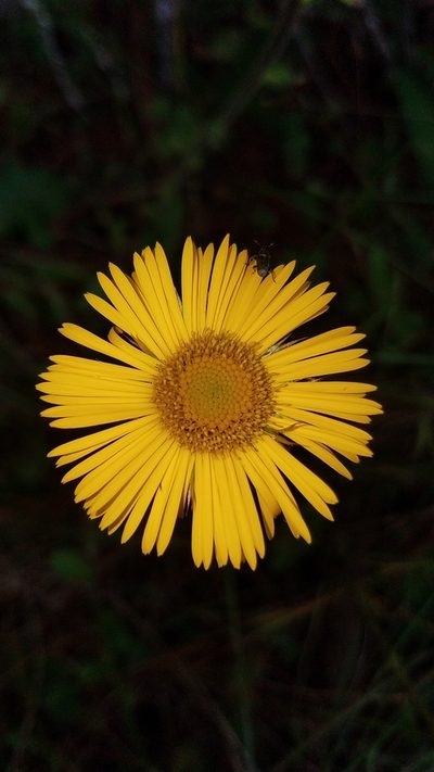 Osbertia stolonifera, photographed by Alan Rockefeller