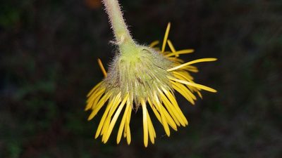 Osbertia stolonifera, photographed by Alan Rockefeller