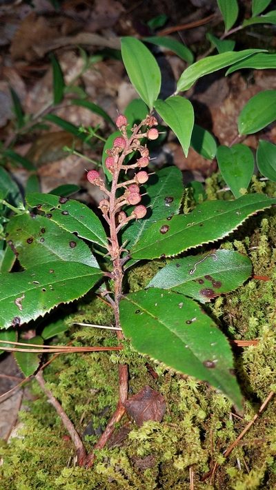 Comarostaphylis discolor, photographed by Alan Rockefeller