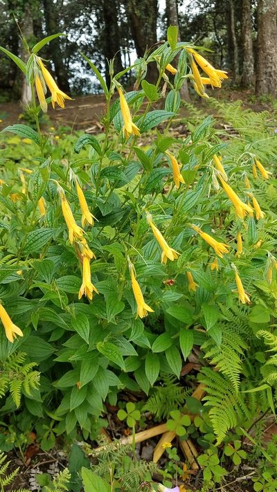 Lithospermum flavum, photographed by Alan Rockefeller