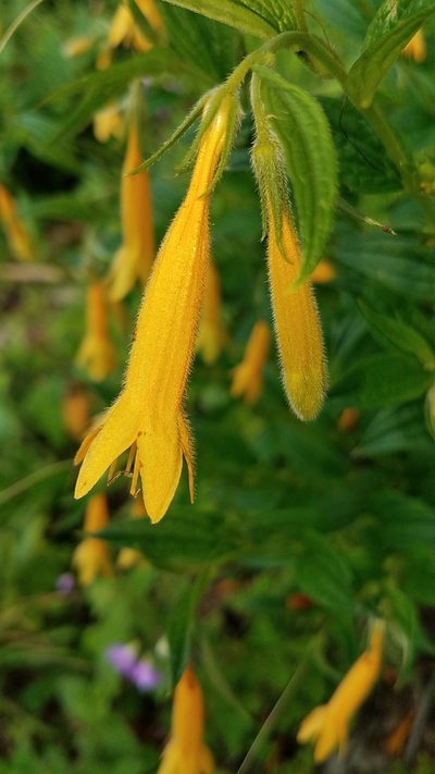 Lithospermum flavum, photographed by Alan Rockefeller