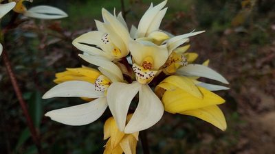 Govenia utriculata, photographed by Alan Rockefeller