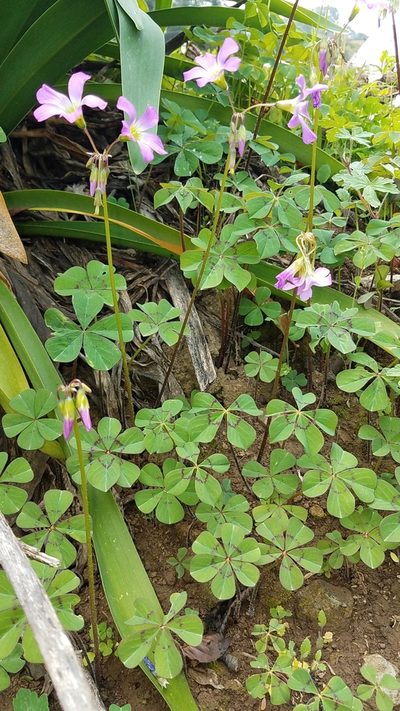Oxalis nelsonii, photographed by Alan Rockefeller