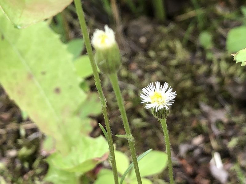 Erigeron lonchophyllus, photographed by Jason Grant