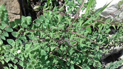 Windhamia cordifolia, photographed by IA braham