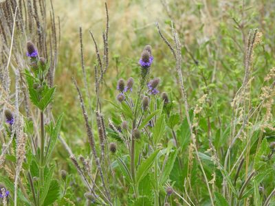 Verbena macdougalii, photographed by Elizabeth Green