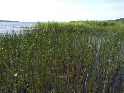 Schoenoplectus torreyi, photographed by agbelliveau