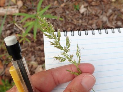 Calamagrostis purpurascens, photographed by Bev McBride