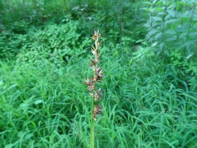 Carex laevivaginata, photographed by Reuven Martin