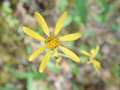 Senecio lugens, photographed by Bev McBride