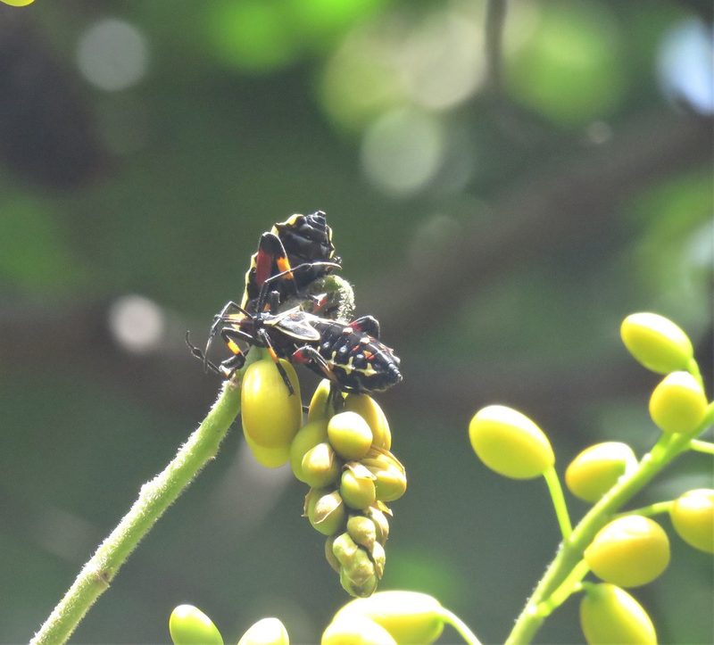 Senna viarum, photographed by Juan Carlos Caicedo Hernández