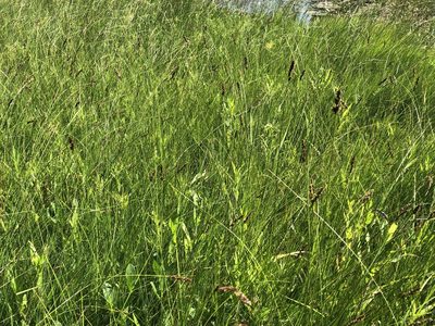 Carex diandra, photographed by Jenn (McPhee) Dyson