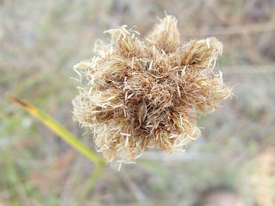 Calliscirpus criniger, photographed by Tom Wainwright