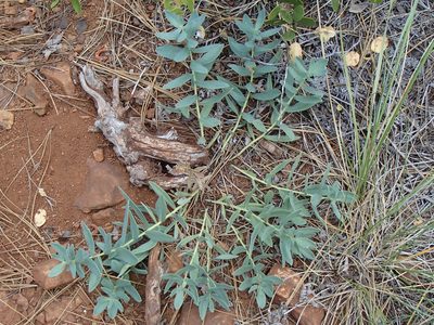 Lithospermum californicum, photographed by Tom Wainwright