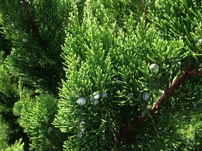 Juniperus chinensis, photographed by Kim, Hyun-tae