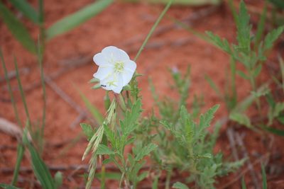 Oenothera coronopifolia, photographed by Ashwin Srinivasan