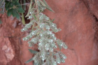 Oreocarya thyrsiflora, photographed by Ashwin Srinivasan