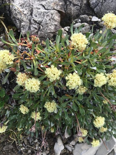 Eriogonum androsaceum, photographed by Caleb Catto