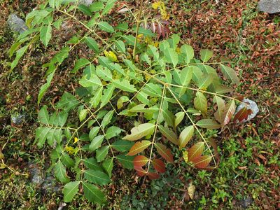 Acrocarpus fraxinifolius, photographed by Siddarth Machado