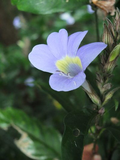 Barleria courtallica, photographed by Siddarth Machado