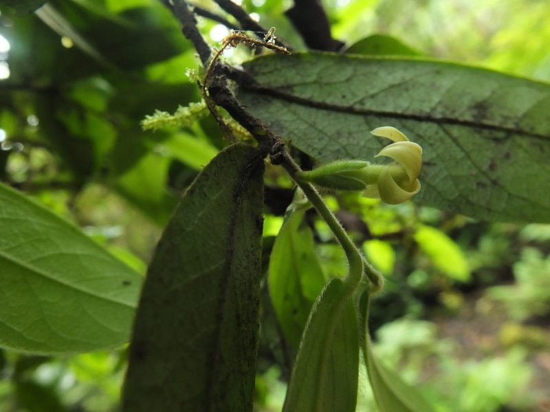 Diospyros saldanhae, photographed by Siddarth Machado