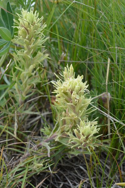 Castilleja cervina, photographed by Alison Northup