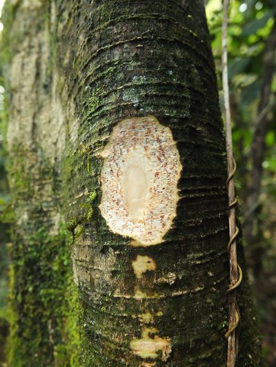 Celtis timorensis, photographed by Siddarth Machado