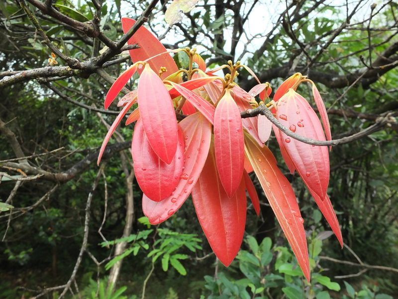 Cinnamomum sulphuratum, photographed by Siddarth Machado