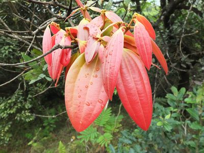 Cinnamomum sulphuratum, photographed by Siddarth Machado