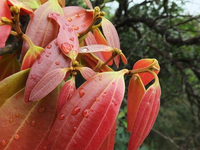 Cinnamomum sulphuratum, photographed by Siddarth Machado