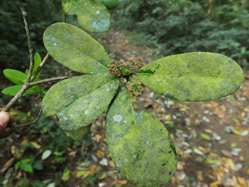 Daphniphyllum neilgherrense, photographed by Siddarth Machado