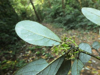 Daphniphyllum neilgherrense, photographed by Siddarth Machado