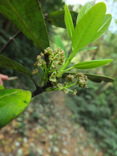 Daphniphyllum neilgherrense, photographed by Siddarth Machado