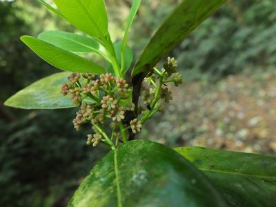 Daphniphyllum neilgherrense, photographed by Siddarth Machado