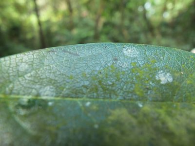 Daphniphyllum neilgherrense, photographed by Siddarth Machado