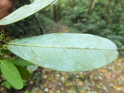 Daphniphyllum neilgherrense, photographed by Siddarth Machado