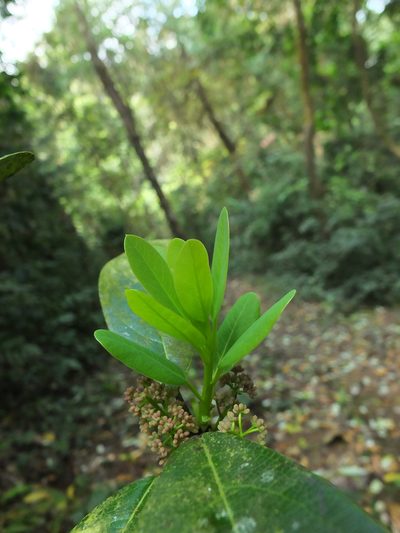 Daphniphyllum neilgherrense, photographed by Siddarth Machado