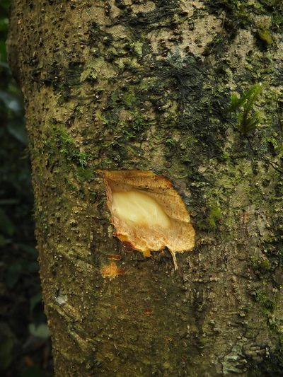 Daphniphyllum neilgherrense, photographed by Siddarth Machado