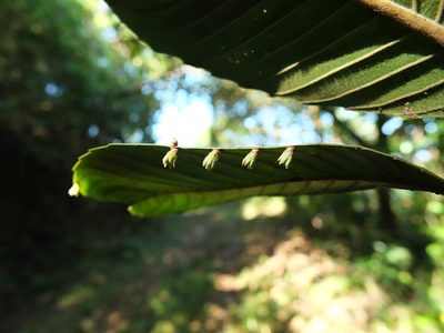 Dillenia pentagyna, photographed by Siddarth Machado