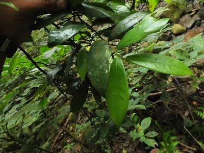 Diospyros saldanhae, photographed by Siddarth Machado