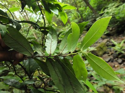 Diospyros saldanhae, photographed by Siddarth Machado