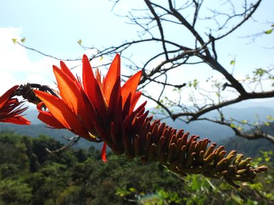 Erythrina stricta, photographed by Siddarth Machado