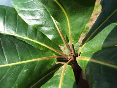 Elaeocarpus tuberculatus, photographed by Siddarth Machado